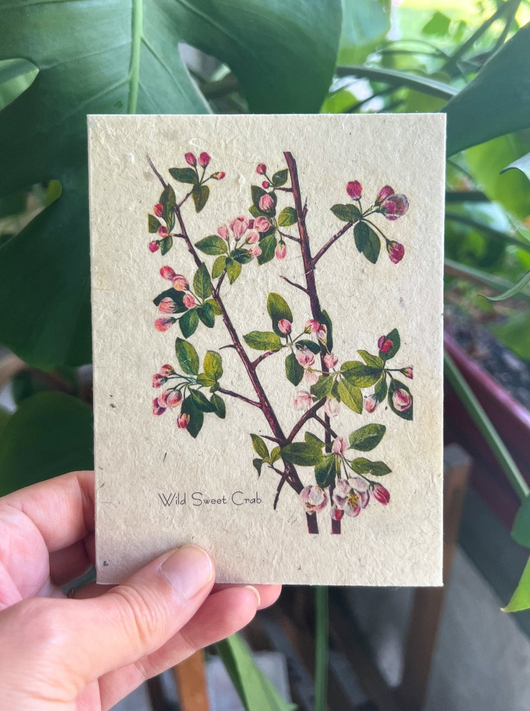 Botanical Plantable Seed Card || Zero Waste || Supports Women || Eco-friendly || MVW14