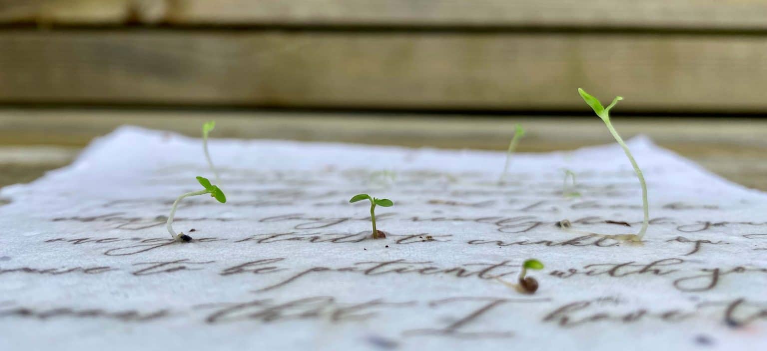 Wildflower Seed Paper Plantable Memorial Card