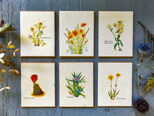 Load image into Gallery viewer, Plantable Seed Cards With Envelopes | Variety Pack(6) | Wildflower Seed Paper | Zero Waste Gift | Vintage Print
