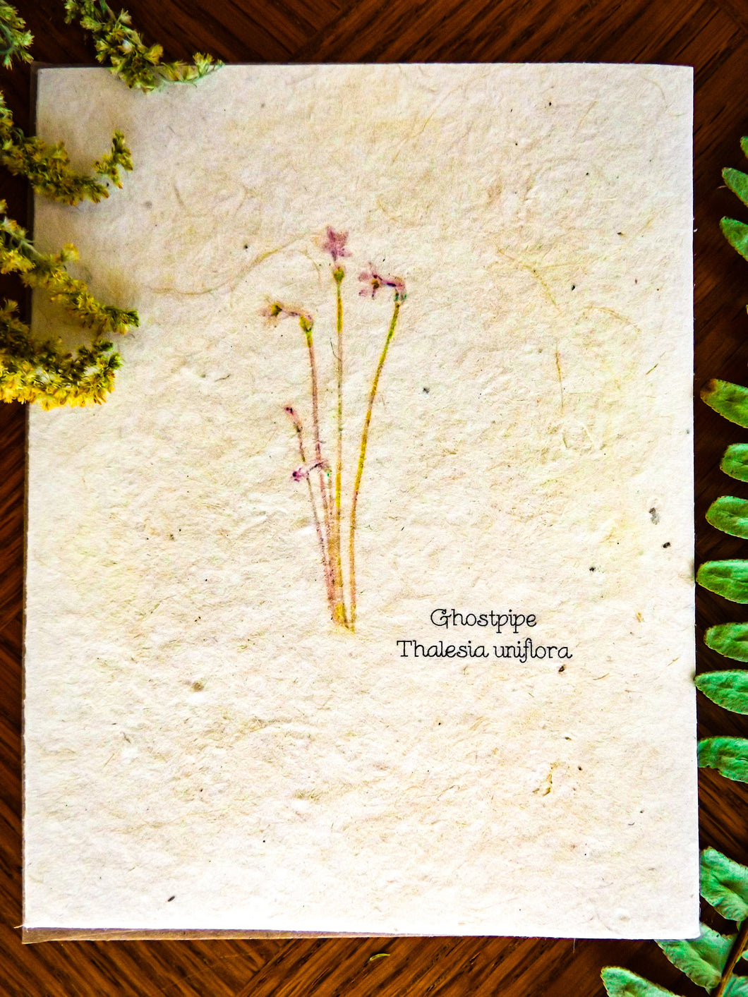 Plantable Vintage Botanical Cards | Wildflower Seed Paper | Beyond Zero Waste | Ghostpipe