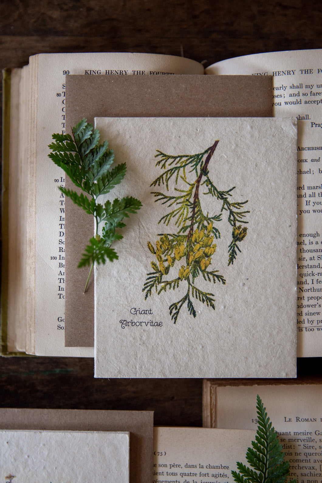 Plantable Vintage Botanical Cards | Wildflower Seed Paper | 6 Pack | Zero Waste | Giant Arborvitae
