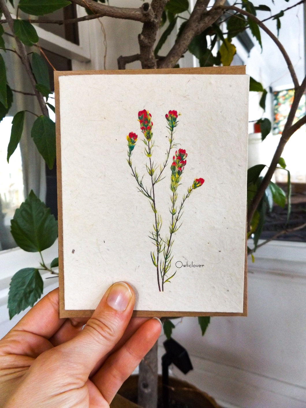 Seed Paper Vintage Greeting Cards | Wildflower Seeds | 6 pack | Owl-clover
