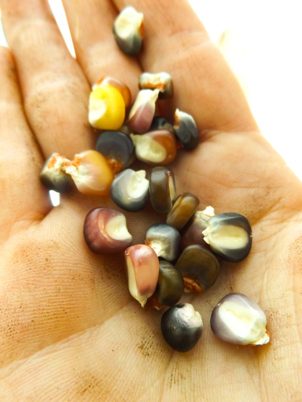 Rainbow Corn Seeds | Homegrown Organic GMO-Free | Grow Your Own Tortillas Or Popcorn
