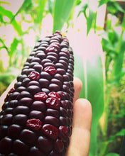 Load image into Gallery viewer, Rainbow Corn Seeds | Homegrown Organic GMO-Free | Grow Your Own Tortillas Or Popcorn

