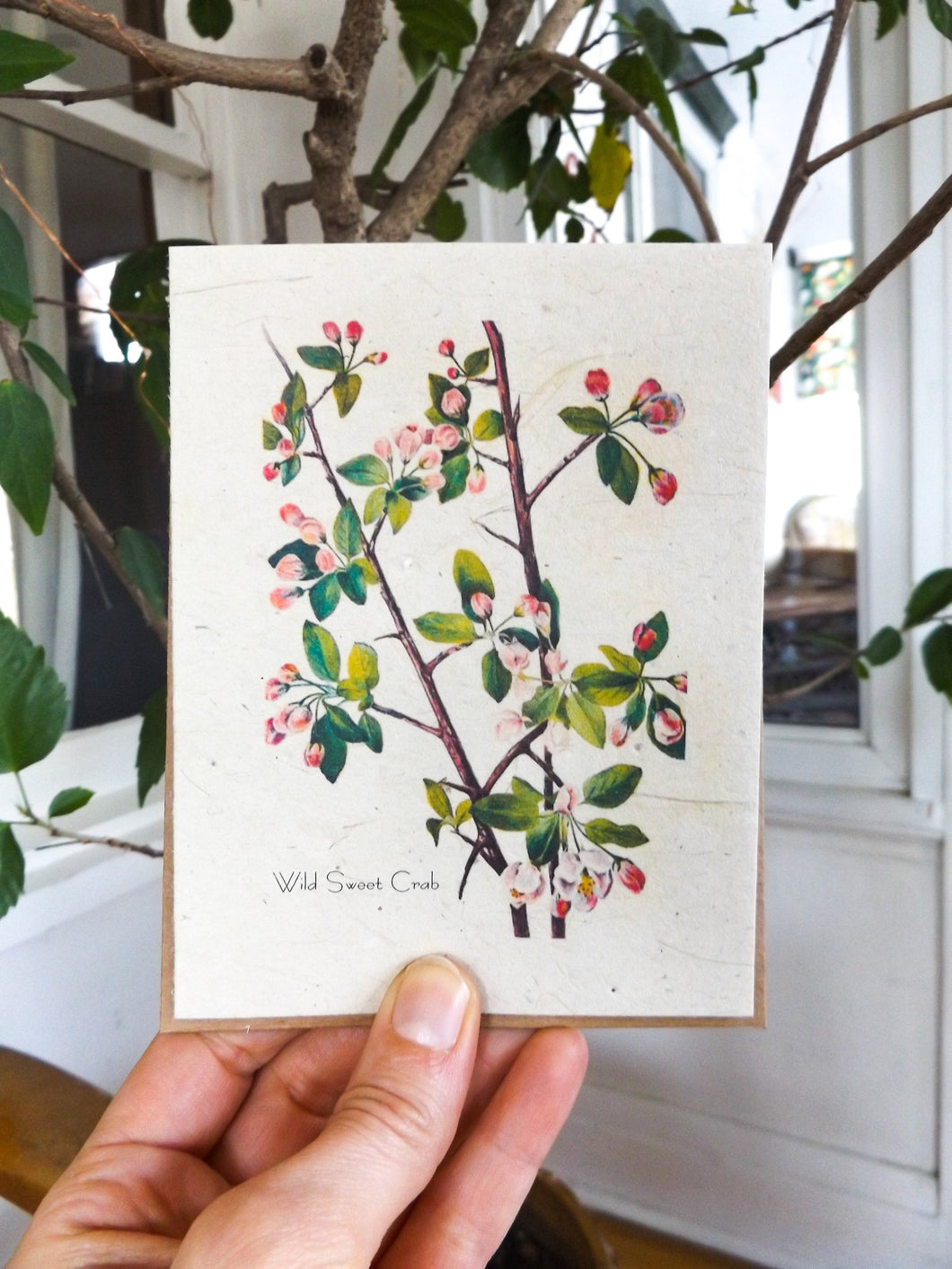 Plantable Vintage Cards | Wildflower Seed Paper | 6 pack | Wild Sweet Crab