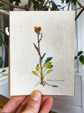 Load image into Gallery viewer, Seed Paper Vintage Greeting Cards | Wildflower Seed Paper | 6 pack | Rauless Groundsel
