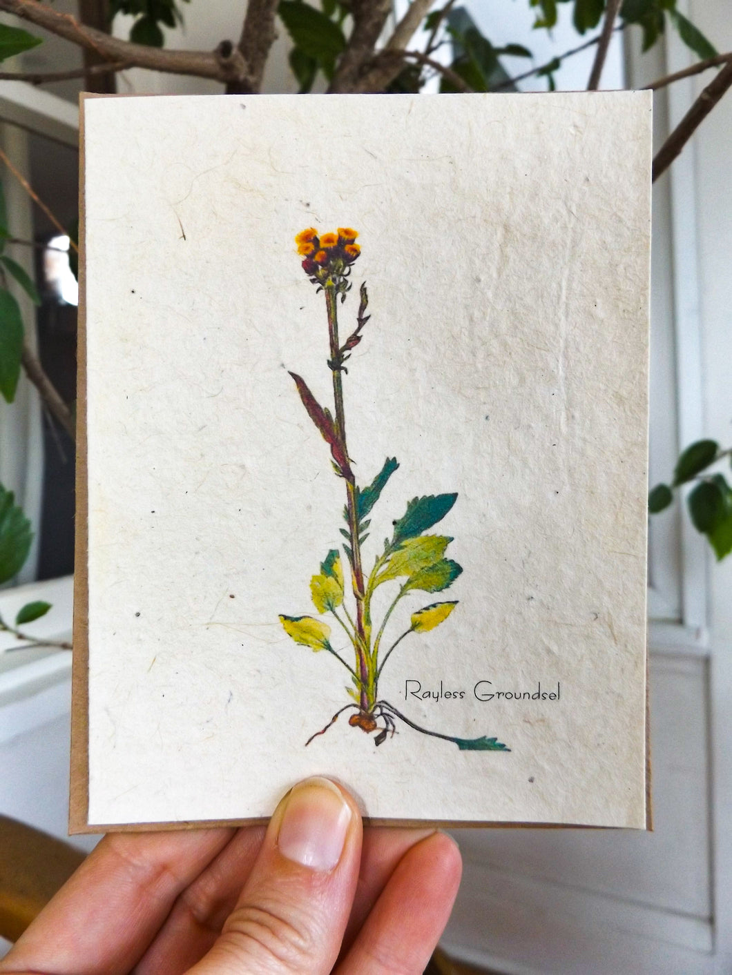 Seed Paper Vintage Greeting Cards | Wildflower Seed Paper | 6 pack | Rauless Groundsel