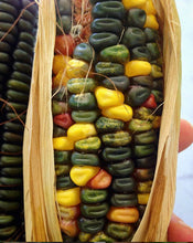Load image into Gallery viewer, Rainbow Corn Seeds | Homegrown Organic GMO-Free | Grow Your Own Tortillas Or Popcorn
