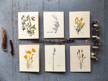 Load image into Gallery viewer, Bulk Seed Cards 50ct With Envelopes | Variety Pack | Wildflower Seed Paper | Zero Waste Gift
