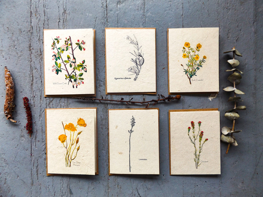 Plantable Seed Cards With Envelopes | Variety Pack(6) | Wildflower Seed Paper | Zero Waste Gift