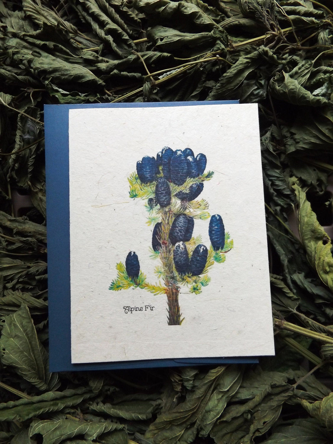 Wholesale Seed Paper Cards | 100ct | Alpine Fir With Navy Envelopes