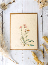 Load image into Gallery viewer, Seed Paper Vintage Greeting Cards | Wildflower Seeds | 6 pack | Pink Fleabane
