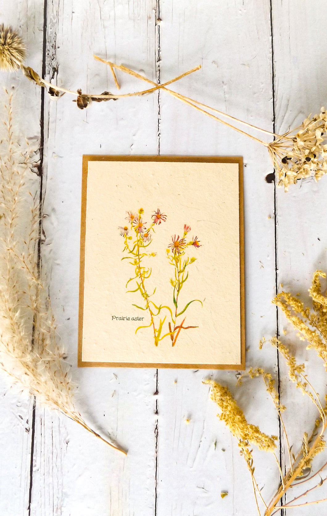 Plantable Vintage Botanical Cards | Wildflower Seed Paper | Beyond Zero Waste | Prairie Aster