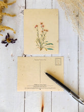 Load image into Gallery viewer, Vintage Inspired Postcards On Seed Paper || Wildflowers Will Grow || 6-pack of Postcards || Eco-friendly || Supports Women in Nepal
